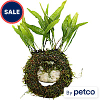 Floating Java Ring & Plant