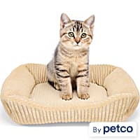 EveryYay Corduroy Rectangle Step-In Cat Bed