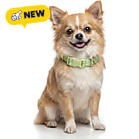 Petco Glow in the Dark Dog Collar