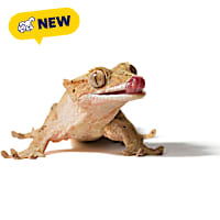 Crested Gecko (Correlophus ciliatus), 4-5" L