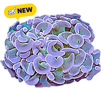 ORA Hammer Coral