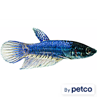 Female Blue Veiltail Betta