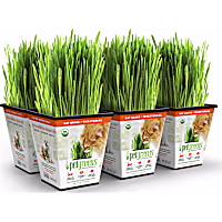 Pet Greens Cat Grass Original Wheatgrass
