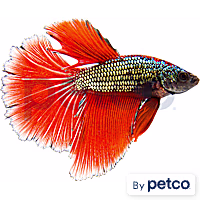 Male Copper Betta
