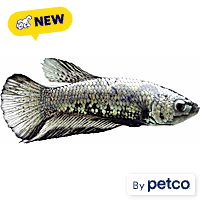 Male Black Platinum Dragon Betta