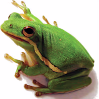 Green Tree Frog