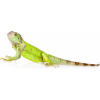Iguana