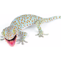 Tokay Gecko