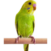 Green Parakeet