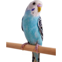 Blue Parakeet