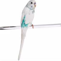 Fancy Parakeet