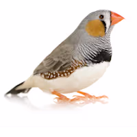 Zebra Finch