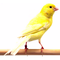 Yellow Canary