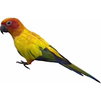 Sun Conure