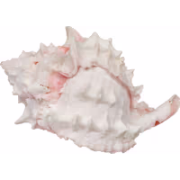 Zoo Med Hermit Crab "Growth" Shell, 1 Pack