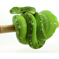 Green Tree Python