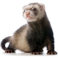 Ferret