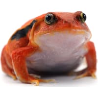 Tomato Frog
