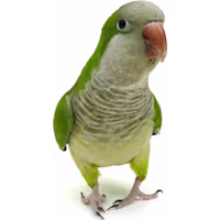 Quaker Parakeet