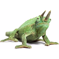Jackson's Chameleon