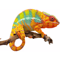 Panther Chameleon
