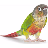 Green Cheek Conure