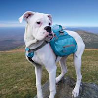 Kurgo Baxter Blue Dog Backpack