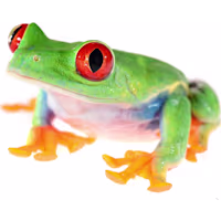 Red-Eyed Tree Frog