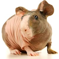 Hairless Guinea Pig