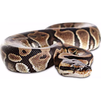 Ball Python