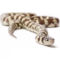 King Snake