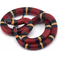 Milk Snake