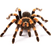 Tarantula