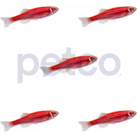 Starfire Red Danio - 5 Pack
