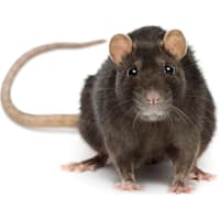Rat