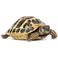 Hermann's Tortoise