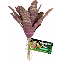 Zoo Med Naturalistic Flora Chestnut Bromeliad for Terrarium and Paludarium