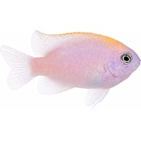 ORA Pink Smith Damselfish