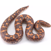 Kenyan Sand Boa