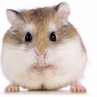 Roborovski Hamster