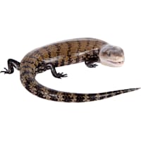 Blue Tongue Skink