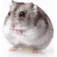 Djungarian Hamster