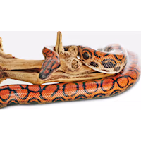 Brazilian Rainbow Boa