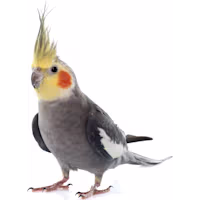 Cockatiel