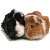 Guinea Pig