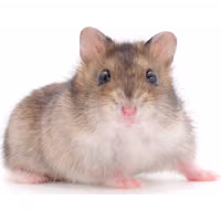 Dwarf Hamster
