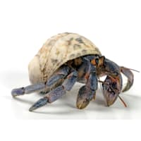 Hermit Crab
