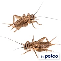 Vita-Bugs Live Crickets - Count of 40