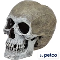 Imagitarium Life-like Human Skull