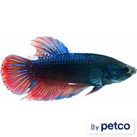 Male King Betta